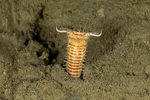 Ein Wurm streckt sich aus dem Meeresboden heraus.