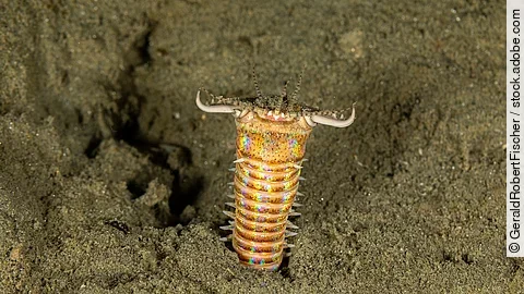 Ein Wurm streckt sich aus dem Meeresboden heraus.