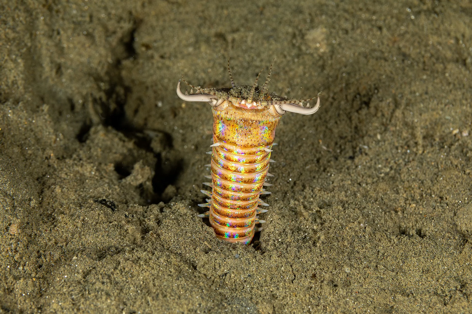 Ein Wurm streckt sich aus dem Meeresboden heraus.