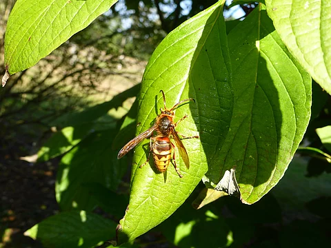 Wespe sitzt auf einem Blatt. 