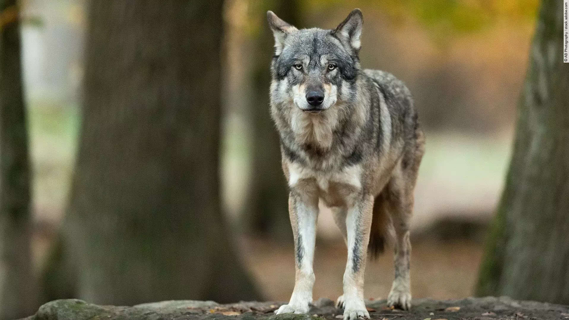 Ein Wolf steht im Wald und schuat Richtung Kamera. Der Wolf hat graues Fell und gespitzte Ohren. Im Hintergrund stehen Laubbäume.