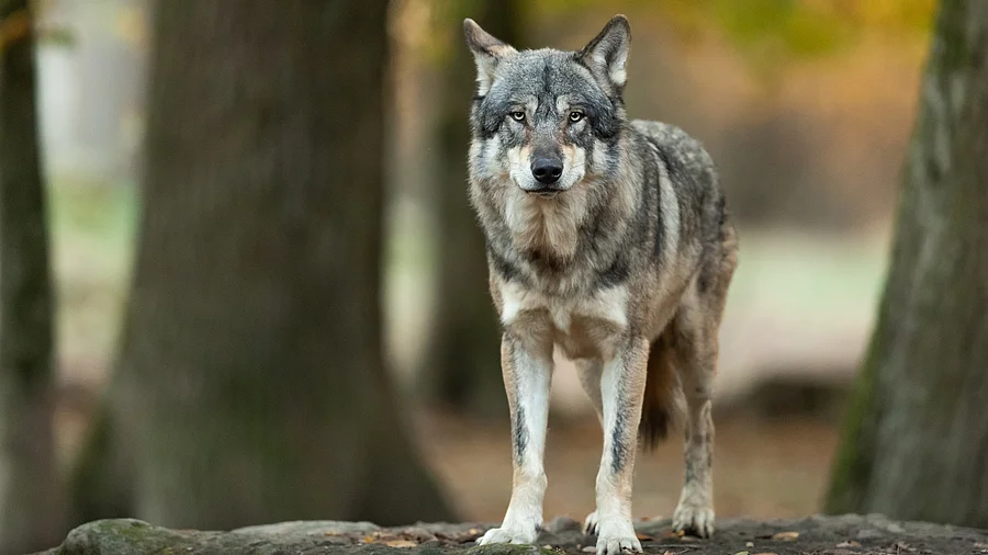 Grauer Wolf im Wald. Ein Wolf steht im Wald und schuat Richtung Kamera. Der Wolf hat graues Fell und gespitzte Ohren. Im Hintergrund stehen Laubbäume.
