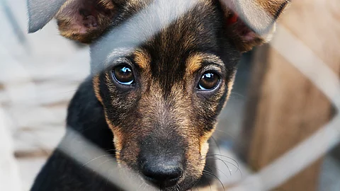 Ein kleiner Hundewelpe sitzt mit traurigem Blick in einem Zwinger im Tierheim.