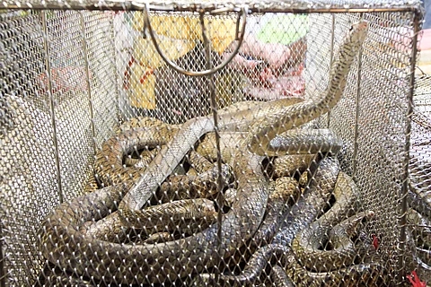 Schlangen im Käfig auf einem chinesischen Markt