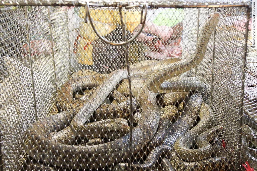 Schlangen im Käfig auf einem chinesischen Markt