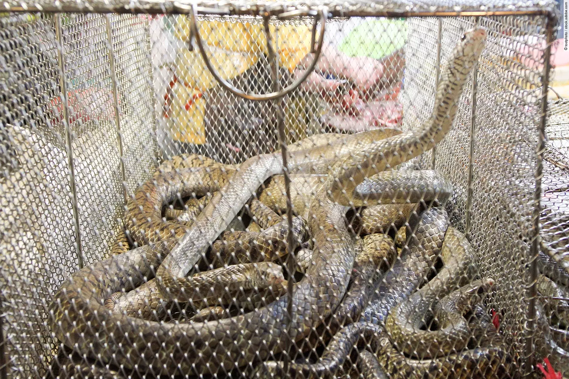 Schlangen im Käfig auf einem chinesischen Markt