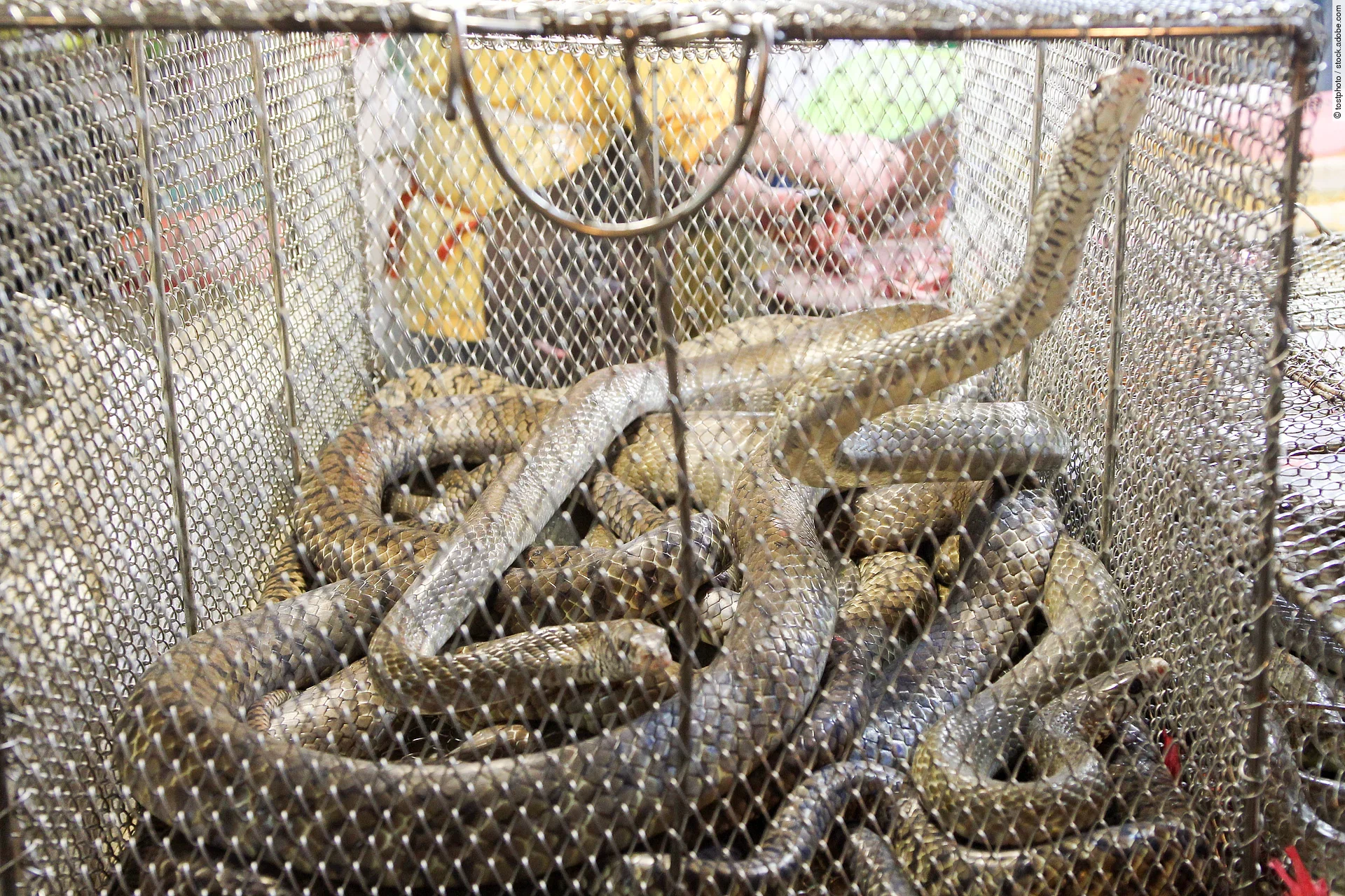 Schlangen im Käfig auf einem chinesischen Markt