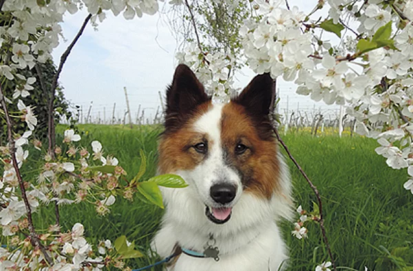 Foto von Hund Elly in der Natur.