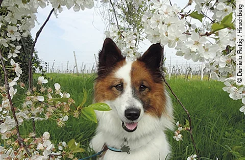 Foto von Hund Elly in der Natur.