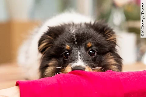 Ein junger Shetland Sheepdog mit flauschigem, schwarz-weiß-braunem Fell schaut mit großen, neugierigen Augen über eine rote Stoffoberfläche. Der Hund ruht seinen Kopf darauf und wirkt aufmerksam sowie verspielt. Der Hintergrund ist leicht verschwommen und zeigt eine gemütliche Innenraum-Szene.