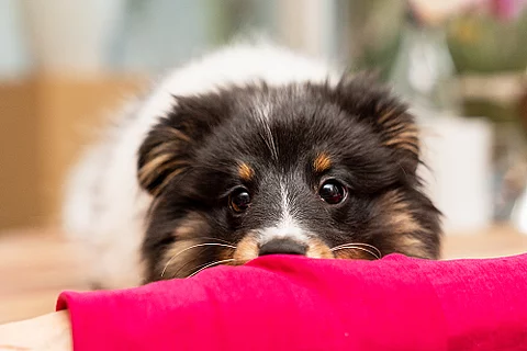 Ein junger Shetland Sheepdog mit flauschigem, schwarz-weiß-braunem Fell schaut mit großen, neugierigen Augen über eine rote Stoffoberfläche. Der Hund ruht seinen Kopf darauf und wirkt aufmerksam sowie verspielt. Der Hintergrund ist leicht verschwommen und zeigt eine gemütliche Innenraum-Szene.