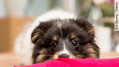 Ein junger Shetland Sheepdog mit flauschigem, schwarz-weiß-braunem Fell schaut mit großen, neugierigen Augen über eine rote Stoffoberfläche. Der Hund ruht seinen Kopf darauf und wirkt aufmerksam sowie verspielt. Der Hintergrund ist leicht verschwommen und zeigt eine gemütliche Innenraum-Szene.