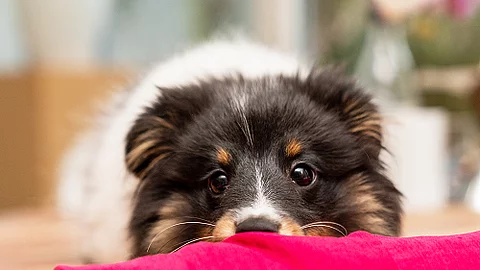 Ein junger Shetland Sheepdog mit flauschigem, schwarz-weiß-braunem Fell schaut mit großen, neugierigen Augen über eine rote Stoffoberfläche. Der Hund ruht seinen Kopf darauf und wirkt aufmerksam sowie verspielt. Der Hintergrund ist leicht verschwommen und zeigt eine gemütliche Innenraum-Szene.