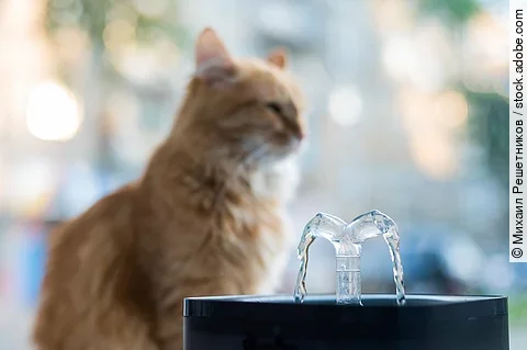 Eine rote Katze sitzt im Hintergrund vor ihrem Trinkbrunnen in dem das Wasser plätschert.