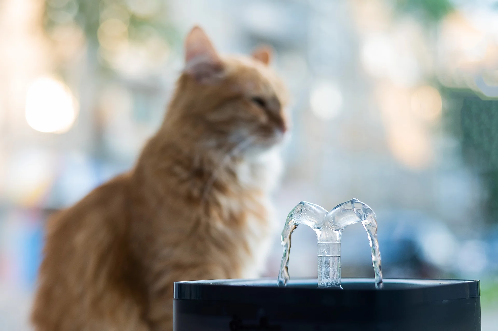 Eine rote Katze sitzt im Hintergrund vor ihrem Trinkbrunnen in dem das Wasser plätschert.