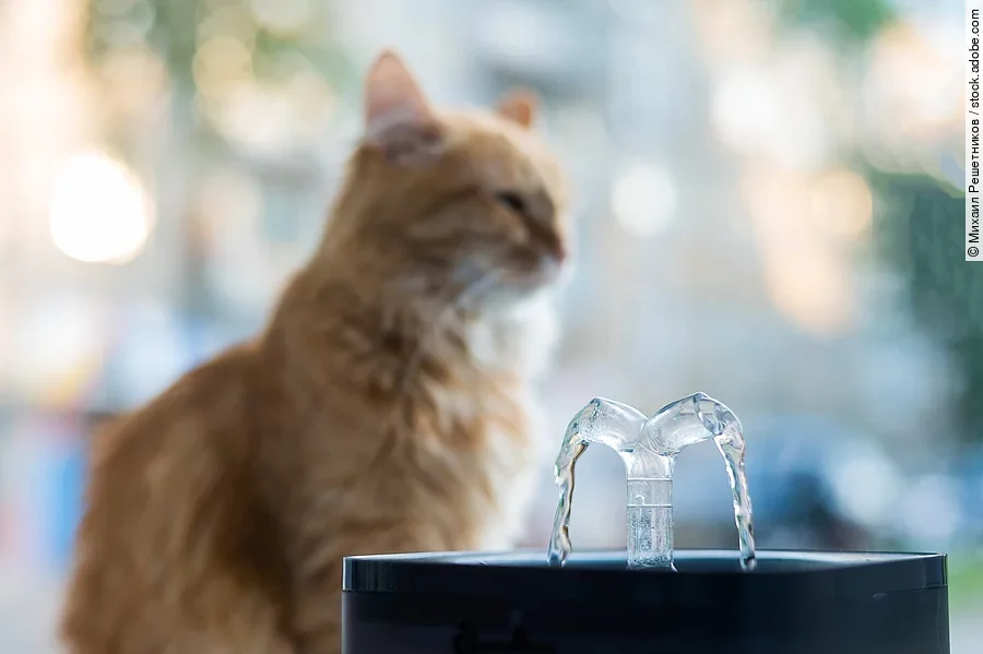 Eine rote Katze sitzt im Hintergrund vor ihrem Trinkbrunnen in dem das Wasser plätschert. Eine rote Katze sitzt im Hintergrund vor ihrem Trinkbrunnen in dem das Wasser plätschert.