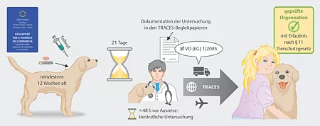 Eine schematische Darstellung zeigt den Transortprozess gewerblichen Verbringen von Hunden aus Süd- und Osteuropa nach Deutschland. Man sieht einen Hund, einen EU-Pass, sowie einen Tierarzt und die zukünftige Besitzerin des Hundes.