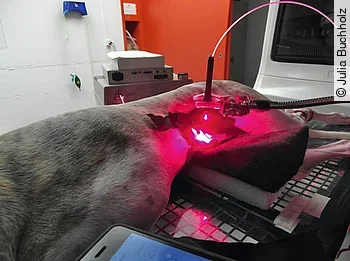 Photodynamische Therapie