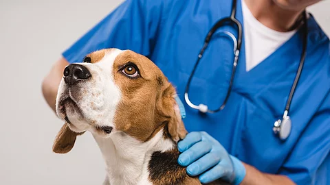 Eine Tierärztin untersucht einen Hund. Der Hund ist ein Beagle und schaut hoch. Die Tierärztin trägt einen blauen Kasak und ein Stethoskop um den Hals. Sie untersucht den Hund mit ihren Händen und trägt dabei blaue Einmalhandschuhe. 