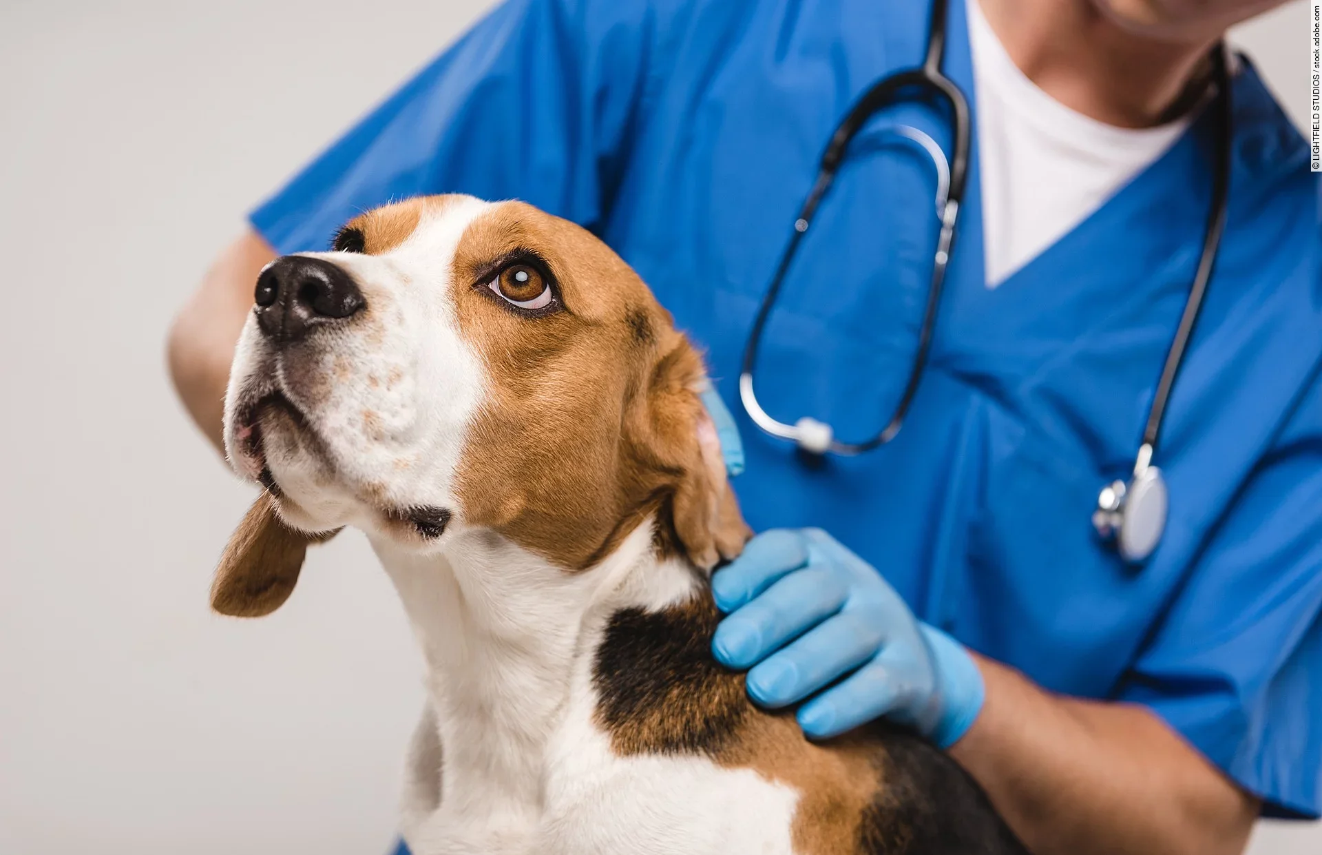 Eine Tierärztin untersucht einen Hund. Der Hund ist ein Beagle und schaut hoch. Die Tierärztin trägt einen blauen Kasak und ein Stethoskop um den Hals. Sie untersucht den Hund mit ihren Händen und trägt dabei blaue Einmalhandschuhe. 