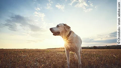 Dog on field at sunset Ein älterer Hund steht auf einem Feld. Es ist ein Labrador und schaut zur Seite. Im Hintergrund geht die Sonne unter.