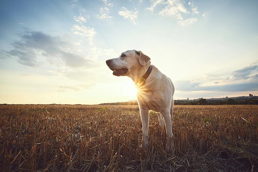 Ein älterer Hund steht auf einem Feld. Es ist ein Labrador und schaut zur Seite. Im Hintergrund geht die Sonne unter.