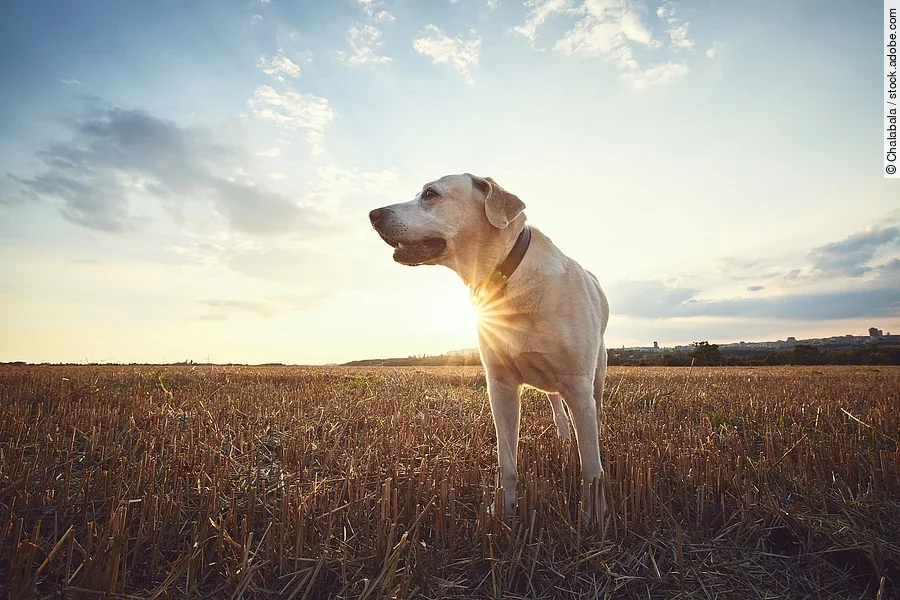 Ein älterer Hund steht auf einem Feld. Es ist ein Labrador und schaut zur Seite. Im Hintergrund geht die Sonne unter.