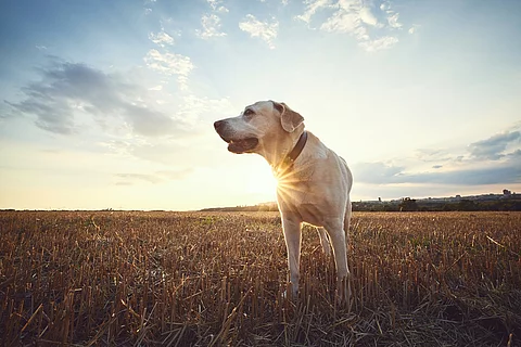 Ein älterer Hund steht auf einem Feld. Es ist ein Labrador und schaut zur Seite. Im Hintergrund geht die Sonne unter.