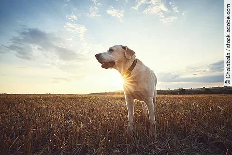 Ein älterer Hund steht auf einem Feld. Es ist ein Labrador und schaut zur Seite. Im Hintergrund geht die Sonne unter.