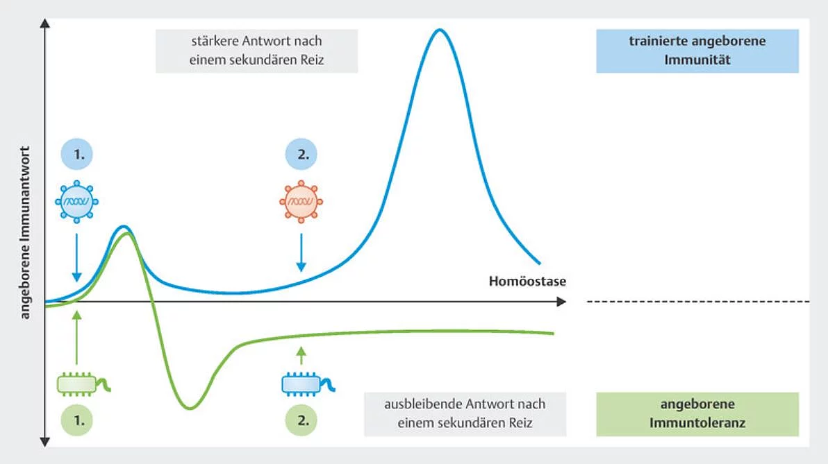 In einer Grafik werden die trainierte angeborene Immunität und die angeborene Immuntoleranz nach Kontakt mit mikrobiellen Stimuli verglichen.