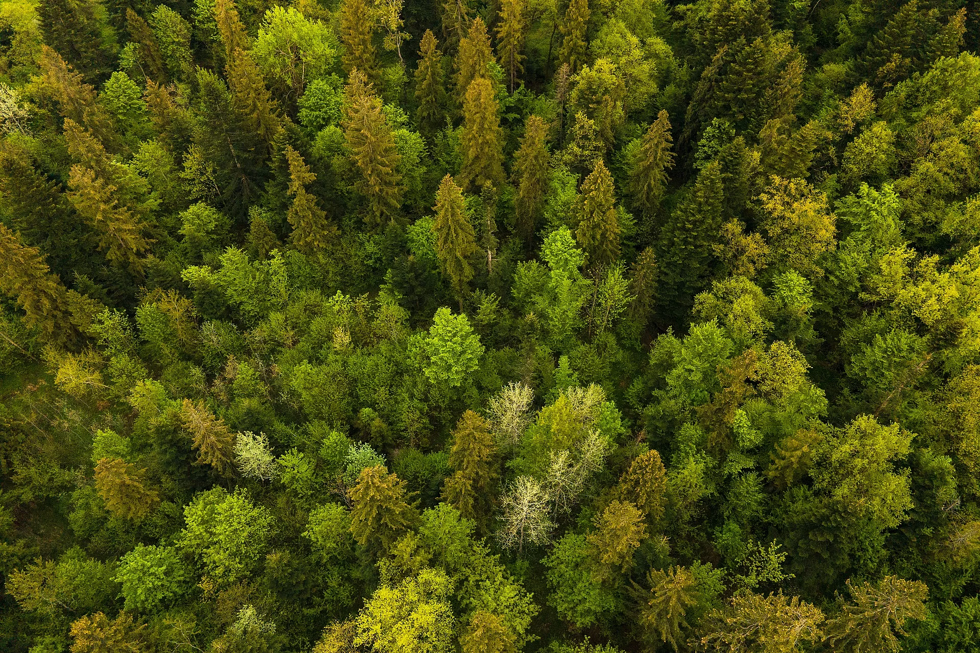 Wald