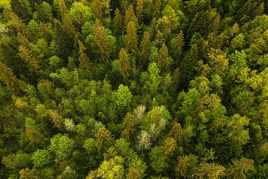 Wald Wald
