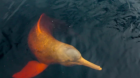 Symbolbild - Flussdelfin im Amazonas