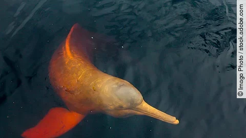 Symbolbild - Flussdelfin im Amazonas