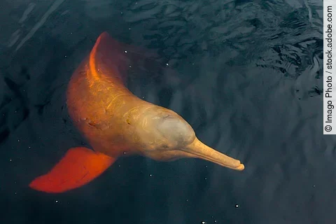 Symbolbild - Flussdelfin im Amazonas