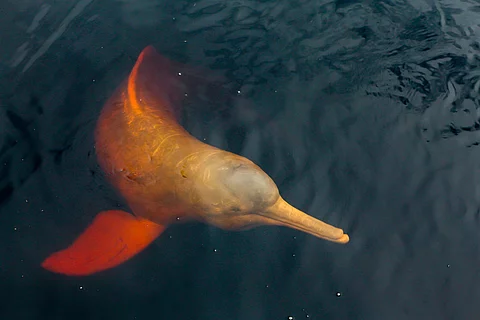 Symbolbild - Flussdelfin im Amazonas