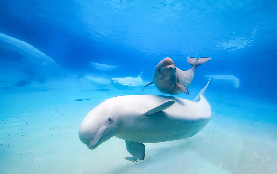 Ein Wal schwimmt durch das Wasser. Hinter dem Wal schwimmt ein Delfin. Das Wasser ist blau und im Hintergrund sind weitere Meerestiere erkennbar.