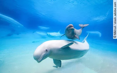 Ein Wal schwimmt durch das Wasser. Hinter dem Wal schwimmt ein Delfin. Das Wasser ist blau und im Hintergrund sind weitere Meerestiere erkennbar.