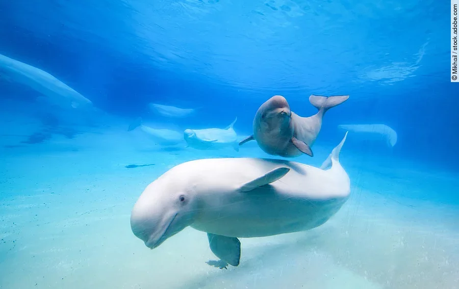 Belugawale im Aquarium, in der Natur Ein Wal schwimmt durch das Wasser. Hinter dem Wal schwimmt ein Delfin. Das Wasser ist blau und im Hintergrund sind weitere Meerestiere erkennbar.