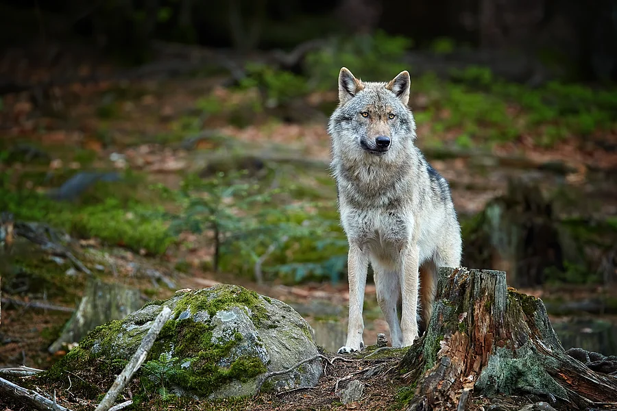 Wolf