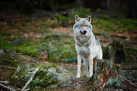 Wolf