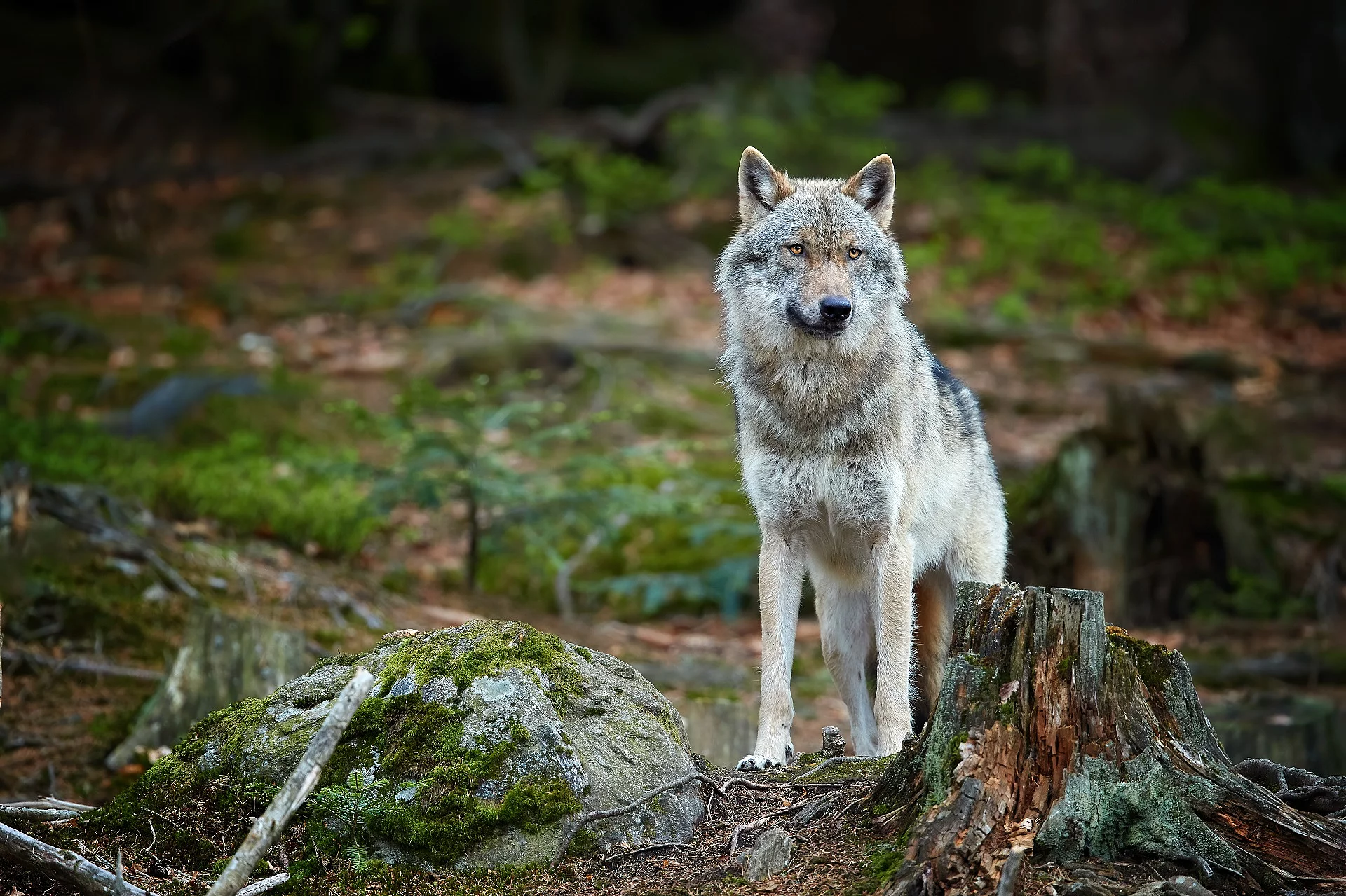 Wolf