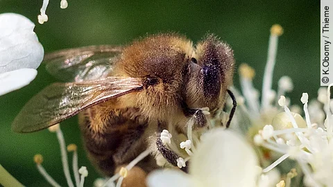 Biene auf Holunderblüte Biene auf Holunderblüte