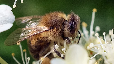 Biene auf Holunderblüte