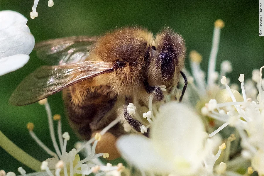 Biene auf Holunderblüte