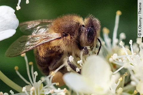Biene auf Holunderblüte