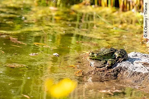 Ein grüner Forsch sitzt am Rand eines bepflanzten Teiches in der Sonne.
