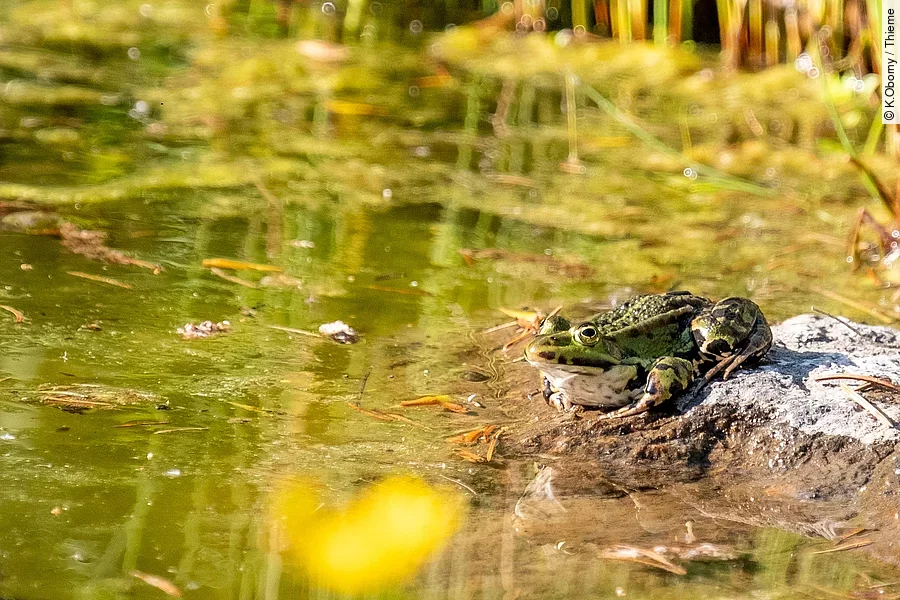 Ein grüner Forsch sitzt am Rand eines bepflanzten Teiches in der Sonne. Ein grüner Forsch sitzt am Rand eines bepflanzten Teiches in der Sonne.