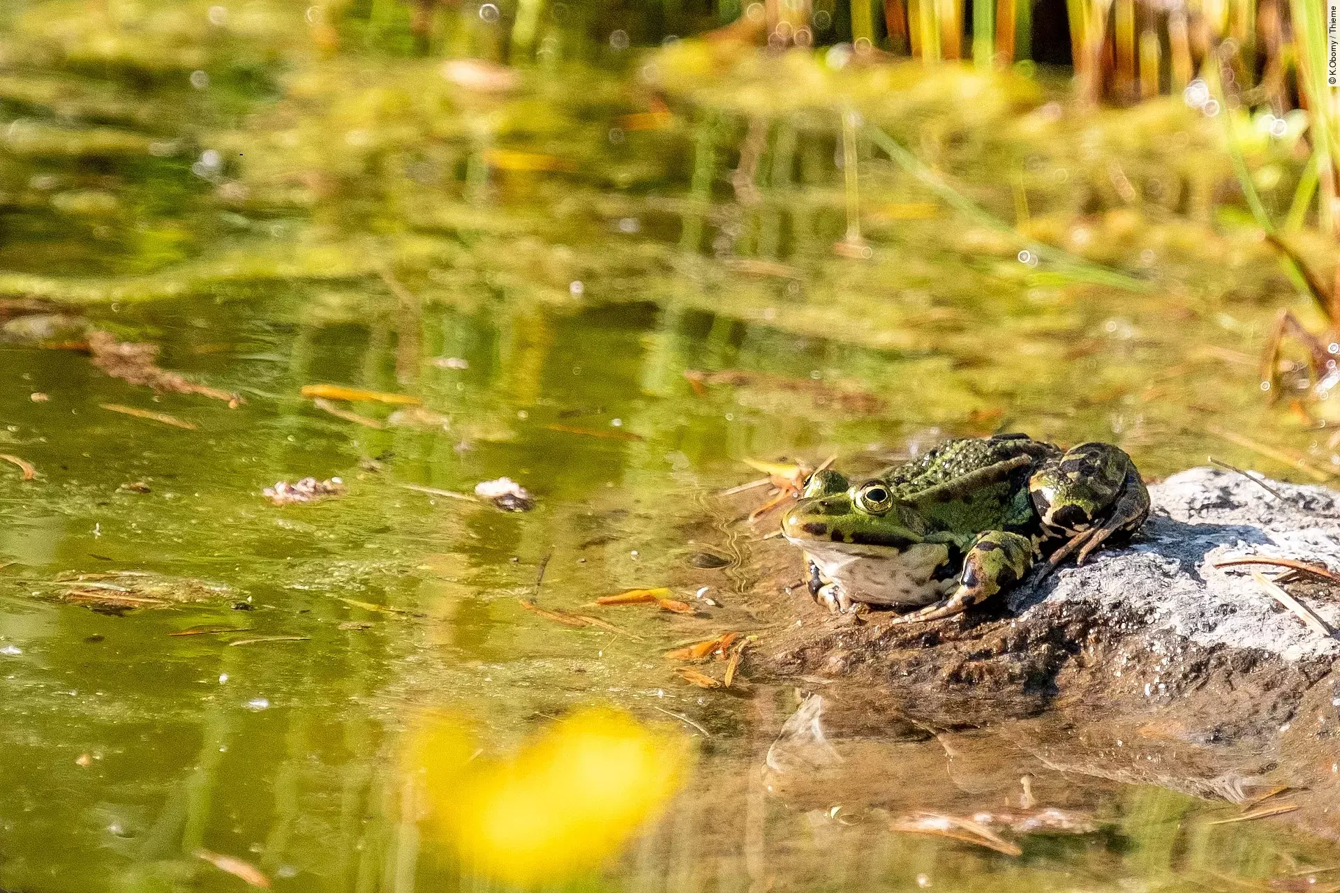Ein grüner Forsch sitzt am Rand eines bepflanzten Teiches in der Sonne.