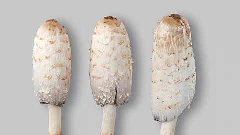 Drei Schopftintlinge liegen nach der Ernte nebeneinander auf einem hellen Untergrund.